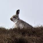 Mountain Hare Bleaklow