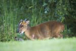 Muntjac Deer Hickling Broad