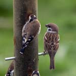 Tree Sparrow Welney Wetland Centre Norfolk