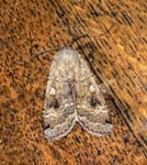 Rustic Moth Sheffield