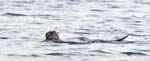 Otter RSPB Leighton Moss