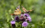 Painted Lady - Bird! Happisburgh