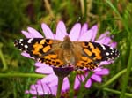Painted Lady Sheffield Garden
