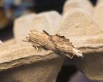 Pale Prominent Hickling Broad