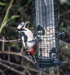 Great Spotted Woodpecker Sheffield Garden