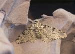 Peppered Moth Hickling Broad