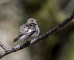 Female Pied Flycatcher Padley Gorge