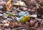 Grey Wagtail Endcliffe Park Sheffield