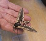 Privet Hawk-moth Hickling Broad