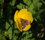 Purple & Gold Moth Sheffield Garden