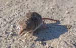 Pygmy Shrew High Peak Trail Hurdlow