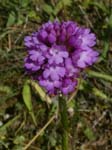 Pyramidal Orchid Coombs Dale