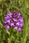 Pyramidal Orchid College Lake Tring