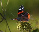 Red Admiral on Ivy Craven Arms