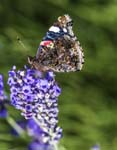 Red Admiral Morston