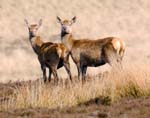 Red Deer Hinds Big Moor