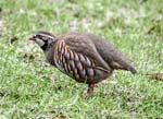 Red-legged Partridge Newlands Valley