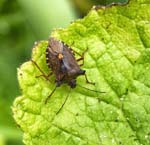 Red-legged Shieldbug Sheffield Garden