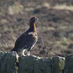 Red Grouse Redmires Reservoir Sheffield