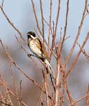Reed Bunting Holme-next-the-Sea