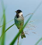 Reed Bunting West Hay Avalon Marshes