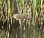 Reed Warbler Hickling Broad