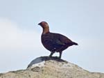 Male Red Grouse Derwent Edge