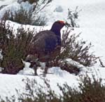 Red Grouse (Male) Derwent Moor