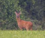Roe Deer Wedmore