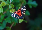 Scarlet Tiger Moth Paxford