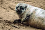 Grey Seal Pup Blakeney Point