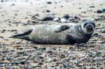 Grey Seal Blakeney Point