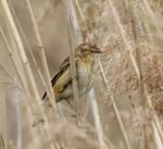 Sedge Warbler RSPB Old Moor Barnsley