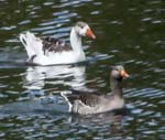 Greylag Geese (with semi-leucistic variant) College Lake Tring