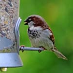 Male House Sparrow Sheffield Garden