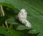 Small Argent and Sable Moth Shapwick Heath Avalon Marshes