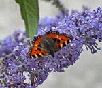 Small Tortoiseshell Sheffield Garden