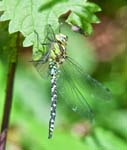 Southern Hawker (Male) Elterwater Great Langdale