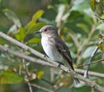 Spotted Flycatcher RSPB Leighton Moss