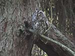Tawny Owl Wyming Brook Sheffield