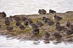 Teal Cley Marshes