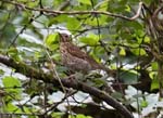 Song Thrush Cannop Ponds New Forest