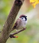 Tree Sparrow North Anston