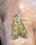 Turnip Moth Hickling Broad