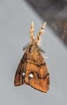 Vapourer Moth Sheffield