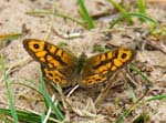 Wall Brown (Male) Holkham