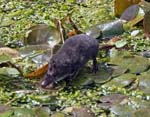 Water Shrew Cley Marshes