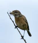 Whinchat Horsey