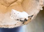 White Ermine Hickling Broad