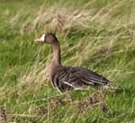 White-fronted Goose Cley Marshes
